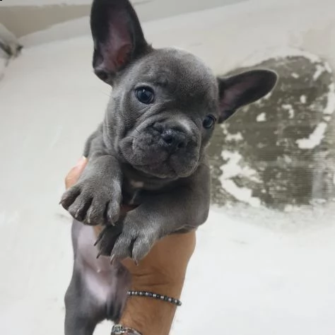 cucciolino di bulldog francese blu 