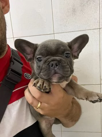 maschietto blu di bulldog francese 