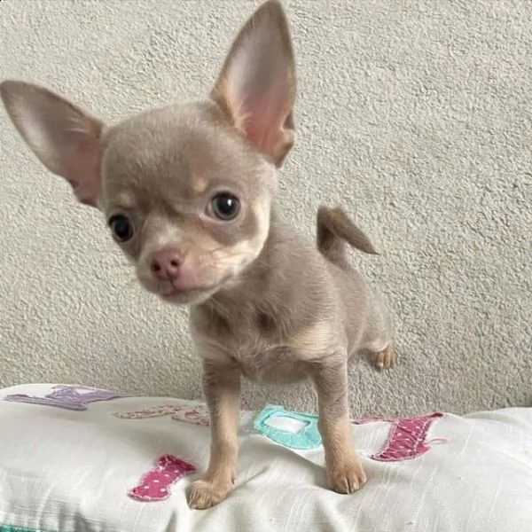 regalo chihuahua cuccioli meravigliosi ! 