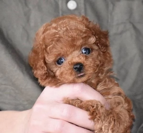 2regalo barboncino>> | Foto 0