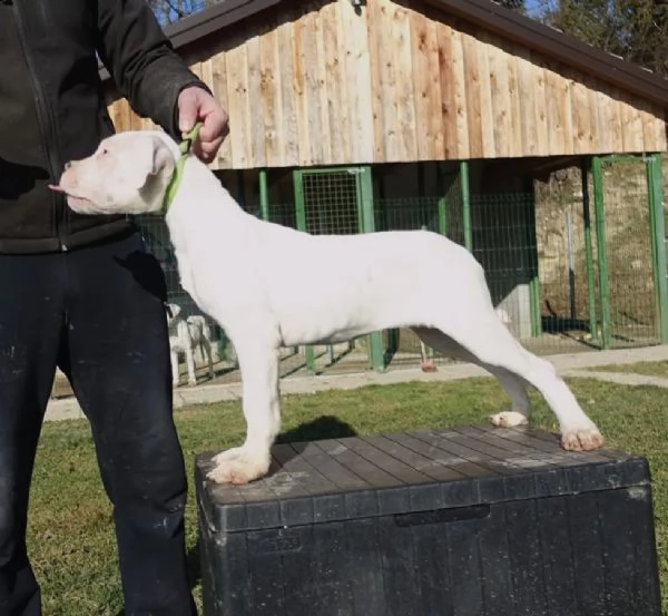 cuccioli di dogo argentino carte fci | Foto 0