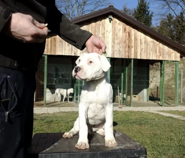cuccioli di dogo argentino carte fci