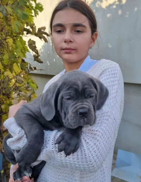 cuccioli di cane corso | Foto 2
