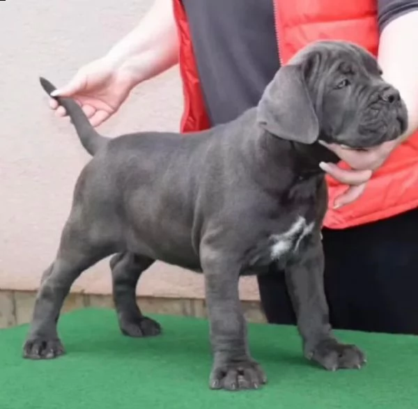 cuccioli di cane corso | Foto 1