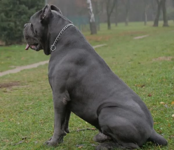 cuccioli di cane corso | Foto 0