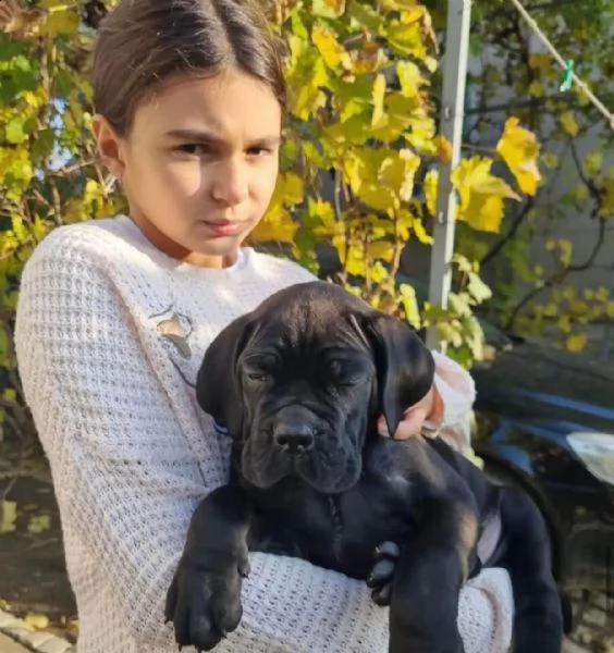 cuccioli di cane corso
