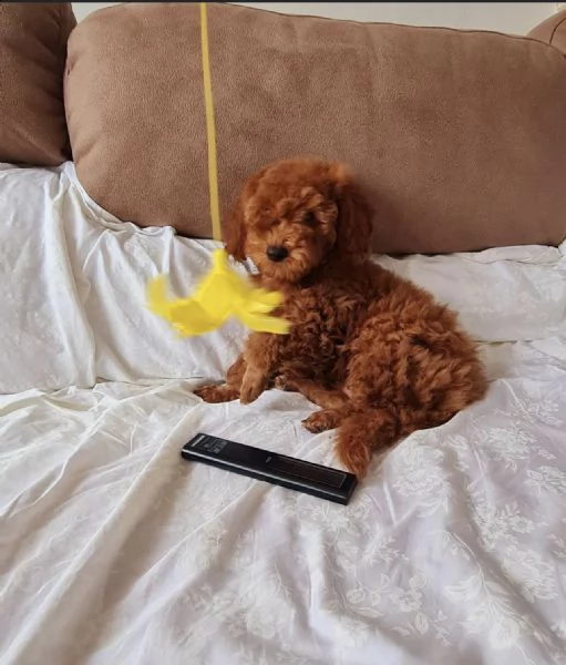 regalo barboncino cuccioli toy disponibile///////