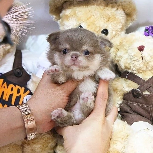 regalo chihuahua mini toy&