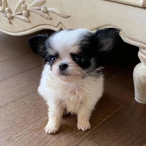 regalo chihuahua mini toy{} | Foto 0
