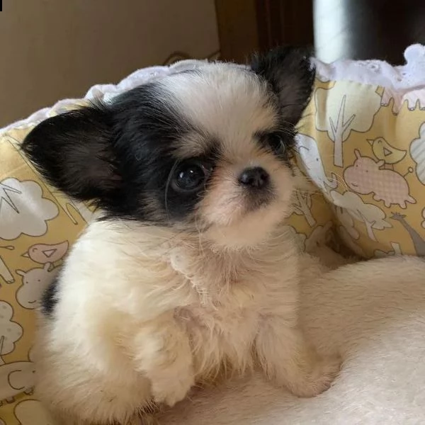 regalo chihuahua mini toy{}