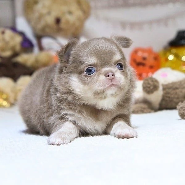 regalo chihuahua mini toy 