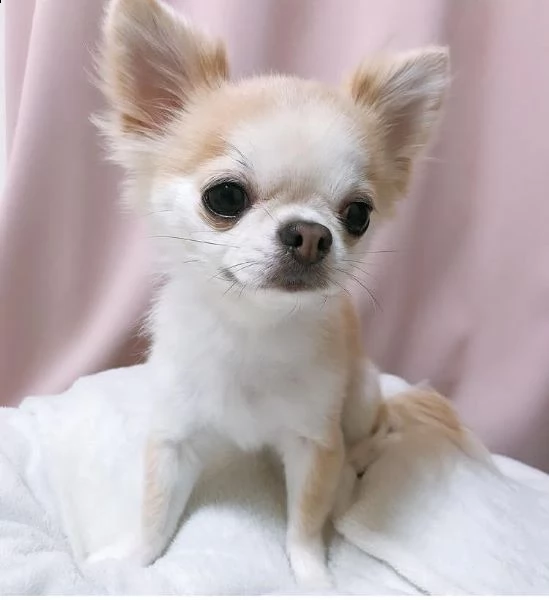 bvnmv cucciolo regalo cuccioli di chihuahua .