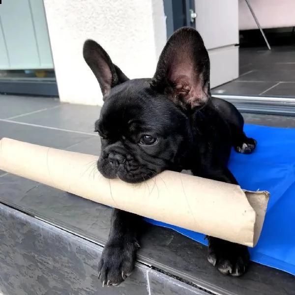vendo splendidi cuccioli di bulldog francese maschio e femmina | Foto 2