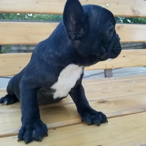 vendo splendidi cuccioli di bulldog francese maschio e femmina | Foto 1
