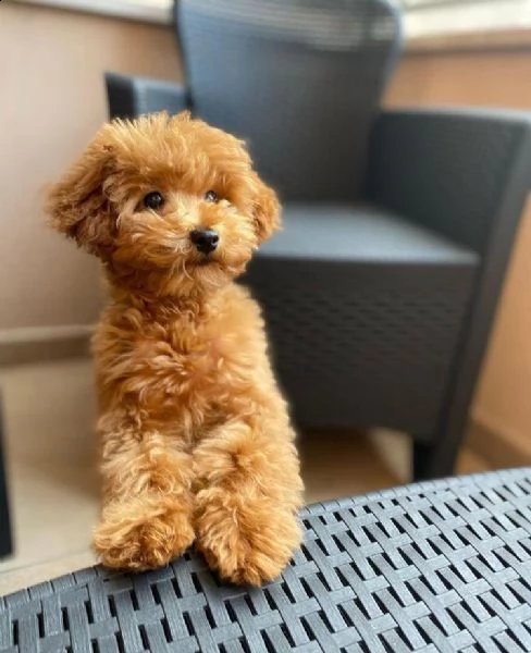 nbmnbmnb regalo cucciolo regalo barboncino cuccioli???/