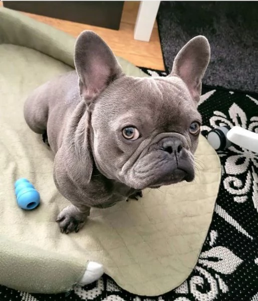 b,mbb cucciolo bulldog francese???,,,,,