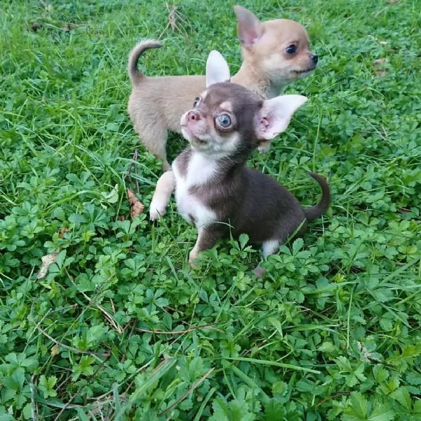 chihuahua cucciolo regalo 