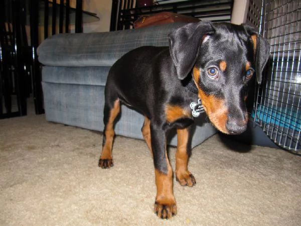 cuccioli di doberman