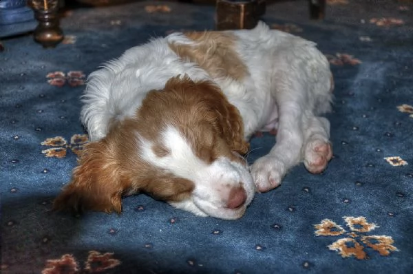 cuccioli breton epagneul | Foto 0