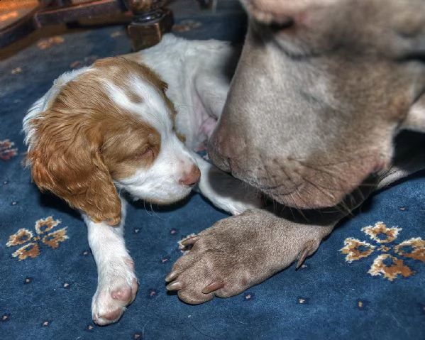 cuccioli breton epagneul