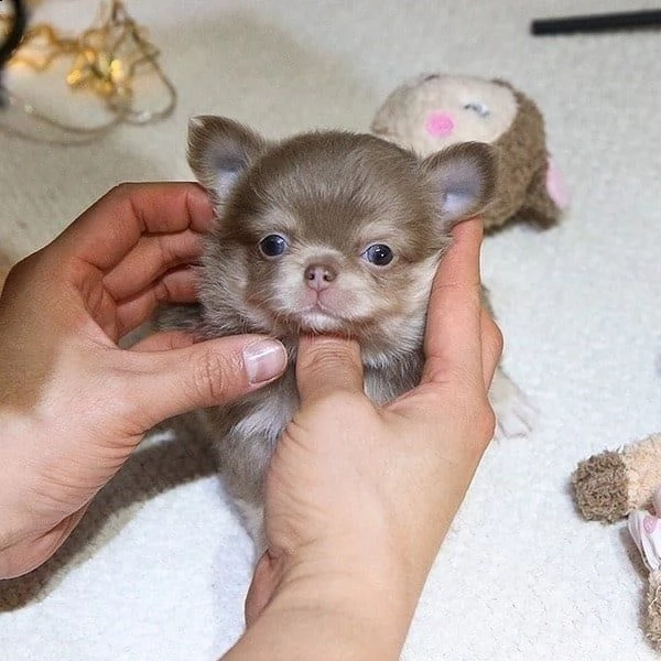 regalo chihuahua mini toy[at] | Foto 0