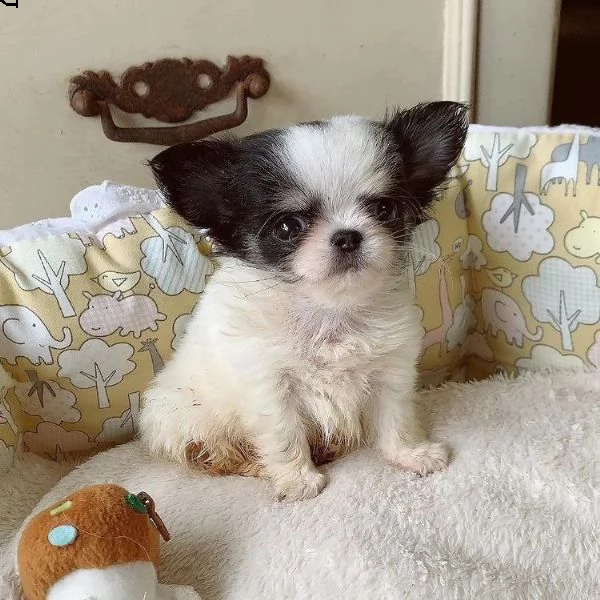 regalo chihuahua mini toy& | Foto 0