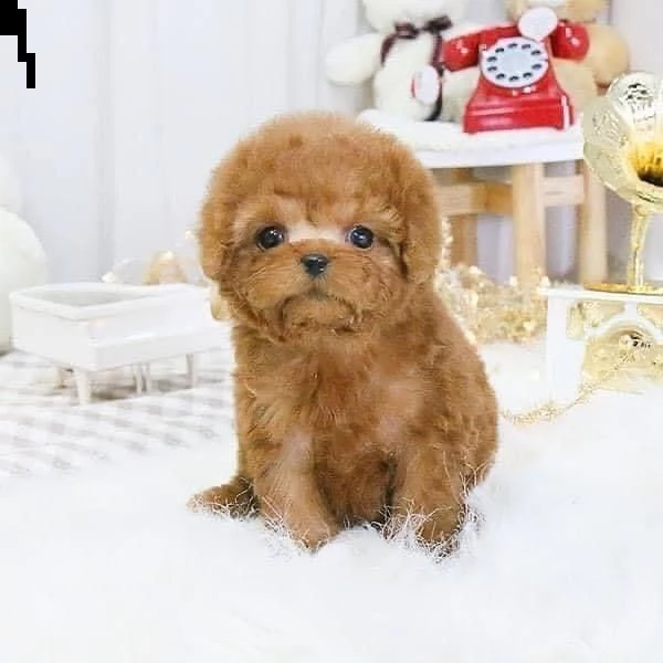 2regalo barboncino[at] | Foto 0