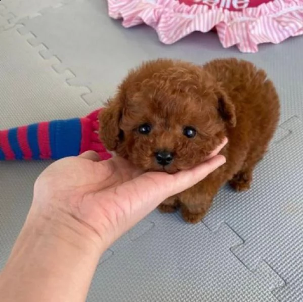 regalo barboncino mini toy disponibili,,,, | Foto 0