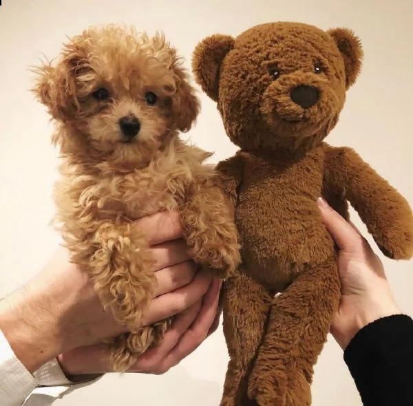 regalo barboncino toy………. | Foto 0