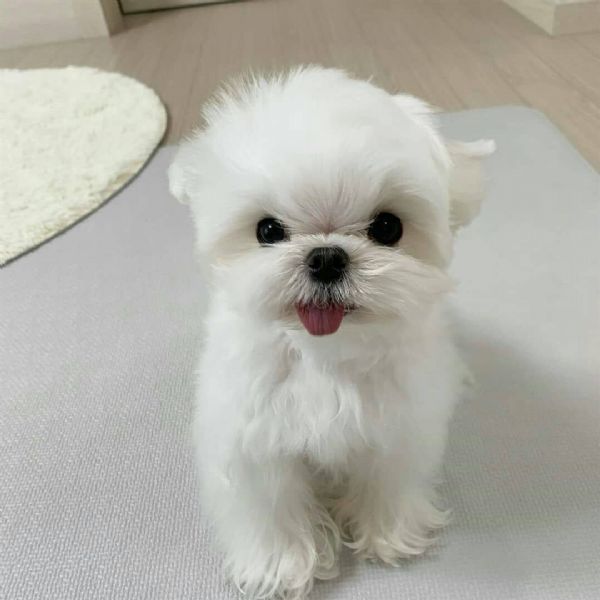 giocattolo yorkie disponibile per la vendita..... | Foto 0