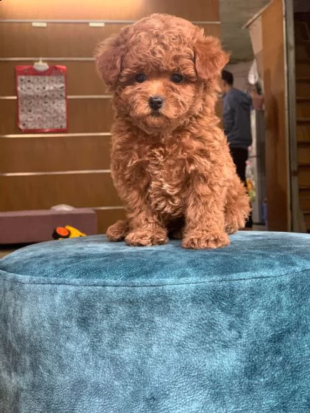 cuccioli di barboncini taglia piccola!!! | Foto 0