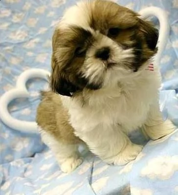 vendita cucciolo cuccioli di shitzu nano ipertipico | Foto 2