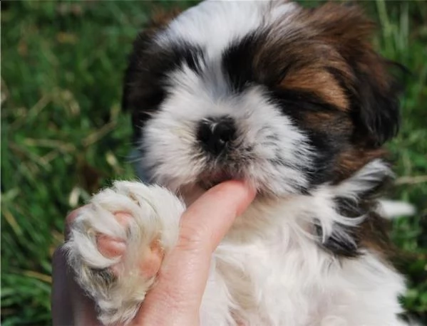vendita cucciolo cuccioli di shitzu nano ipertipico | Foto 1