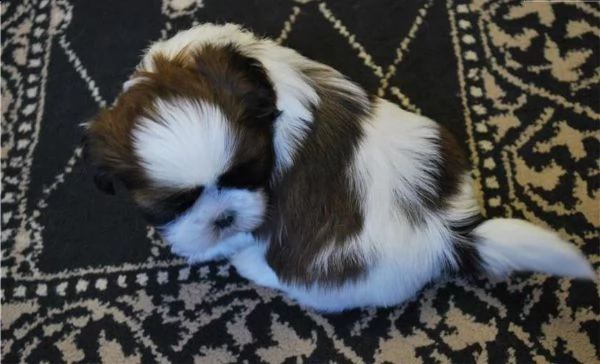 vendita cucciolo cuccioli di shitzu nano ipertipico | Foto 0