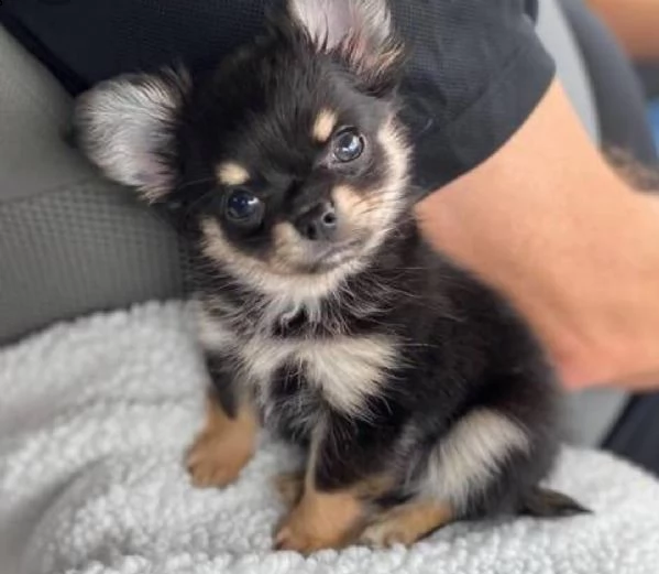  regalo cuccioli di chihuahua mini toy cuccioli di chihuahua mini toy , ancora disponibili un maschi