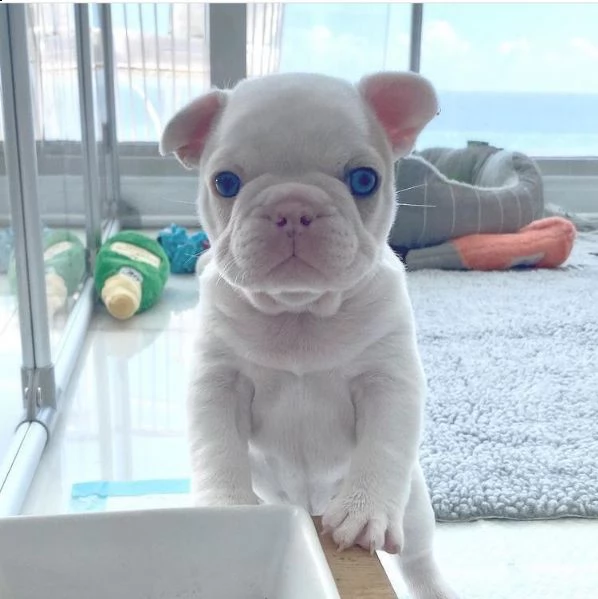 <<regalo cucciolo bulldog francese
