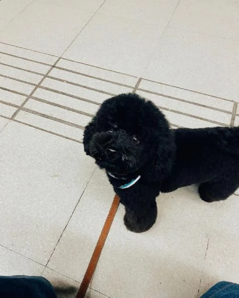 kjhhggkregalo cucciolo regalo barboncino cuccioli./././.???