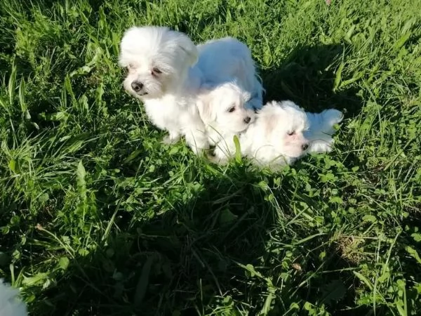 cuccioli di maltese mini toy | Foto 5