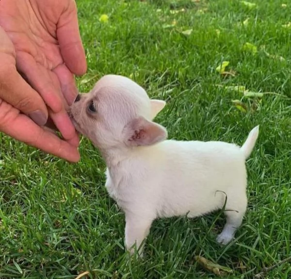 disponibili cuccioli di chihuahua sani | Foto 0