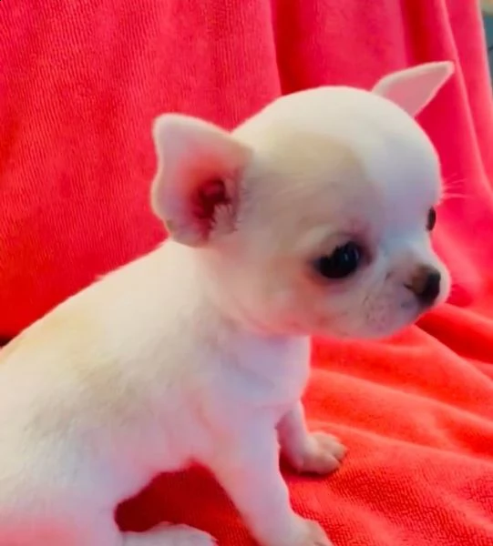 disponibili cuccioli di chihuahua sani