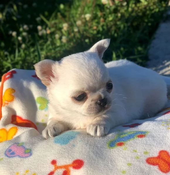 simpatici cuccioli di chihuahua ragazzo e ragazza | Foto 0