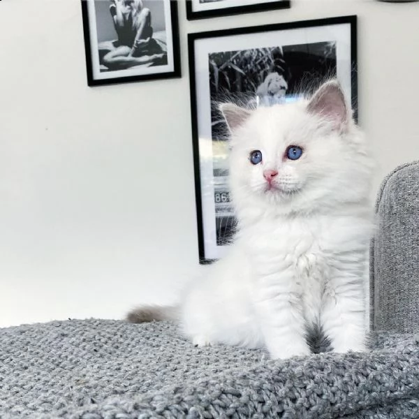 occhi azzurri radoll