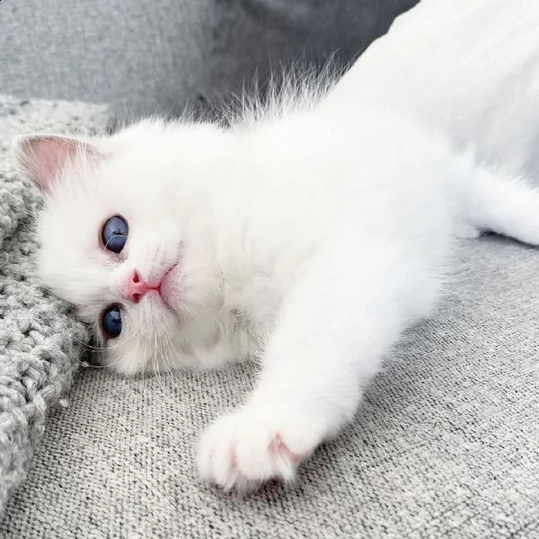 occhi azzurri radoll | Foto 1