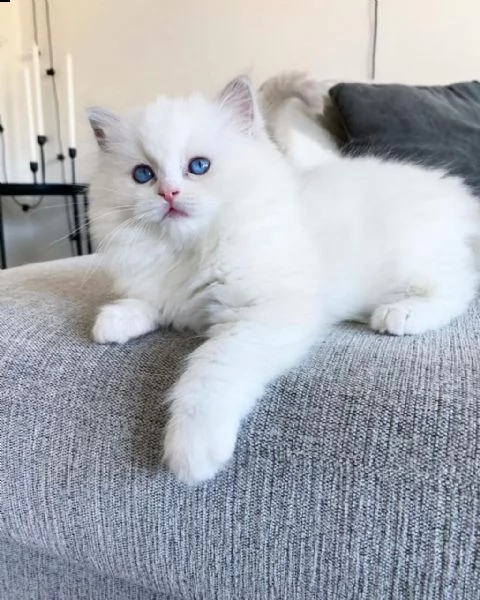 occhi azzurri radoll | Foto 0