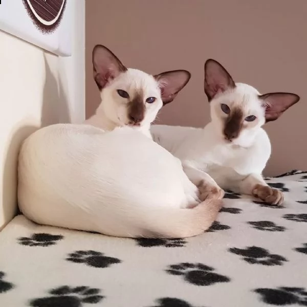 adorabile gatto orientale disponibile 