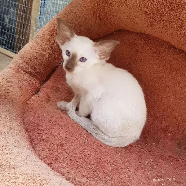 adorabile gatto orientale disponibile  | Foto 0