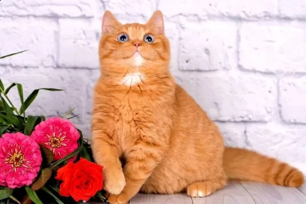 bellissimo tabby arancione disponibile per una buona casa | Foto 0