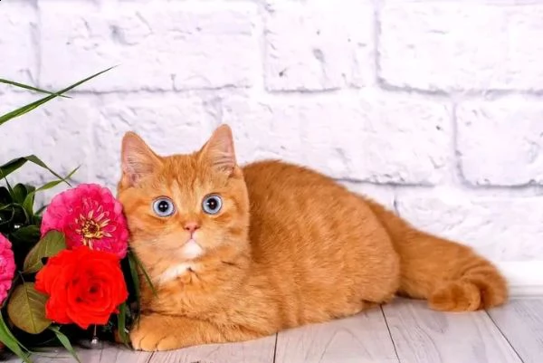 bellissimo tabby arancione disponibile per una buona casa