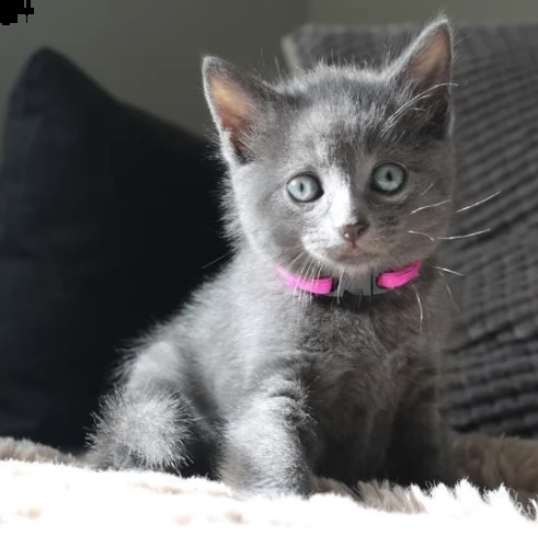 eccezionali blu di russia disponibili oggi