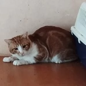 Regalo gatti  | Foto 4
